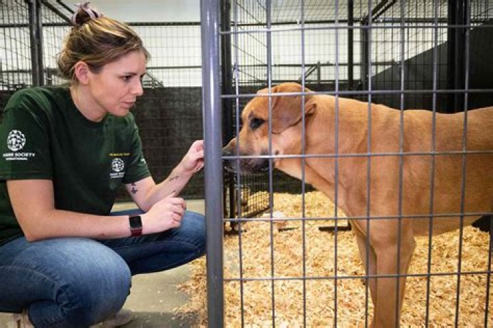 
34 Dogs Rescued from Dog Meat Trade Are Preparing for Homes ‘Where They Can Finally Enjoy Life’ 