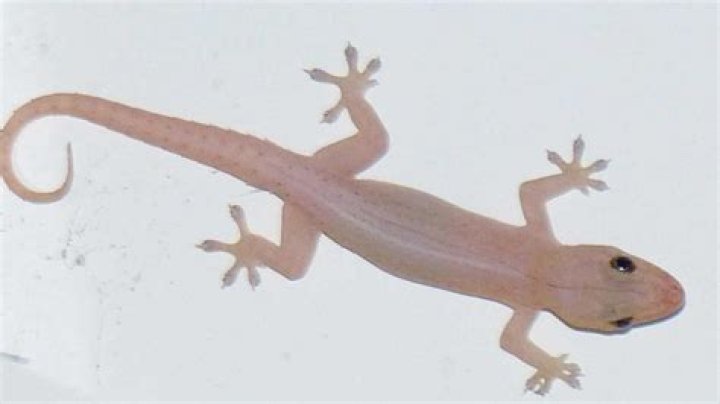 
David Dowell Gecko Death Case Update As Australian Man Is Remembered As Reddit Thread Continues 