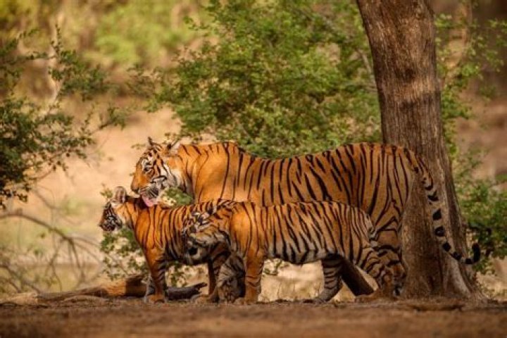
Tigers attack villagers near MP sanctuary in two separate incidents 